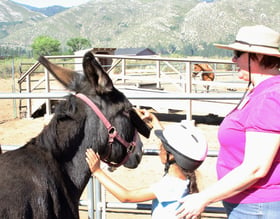 Cathy's Charity: The Sierra Therapeutic Equestrian Program