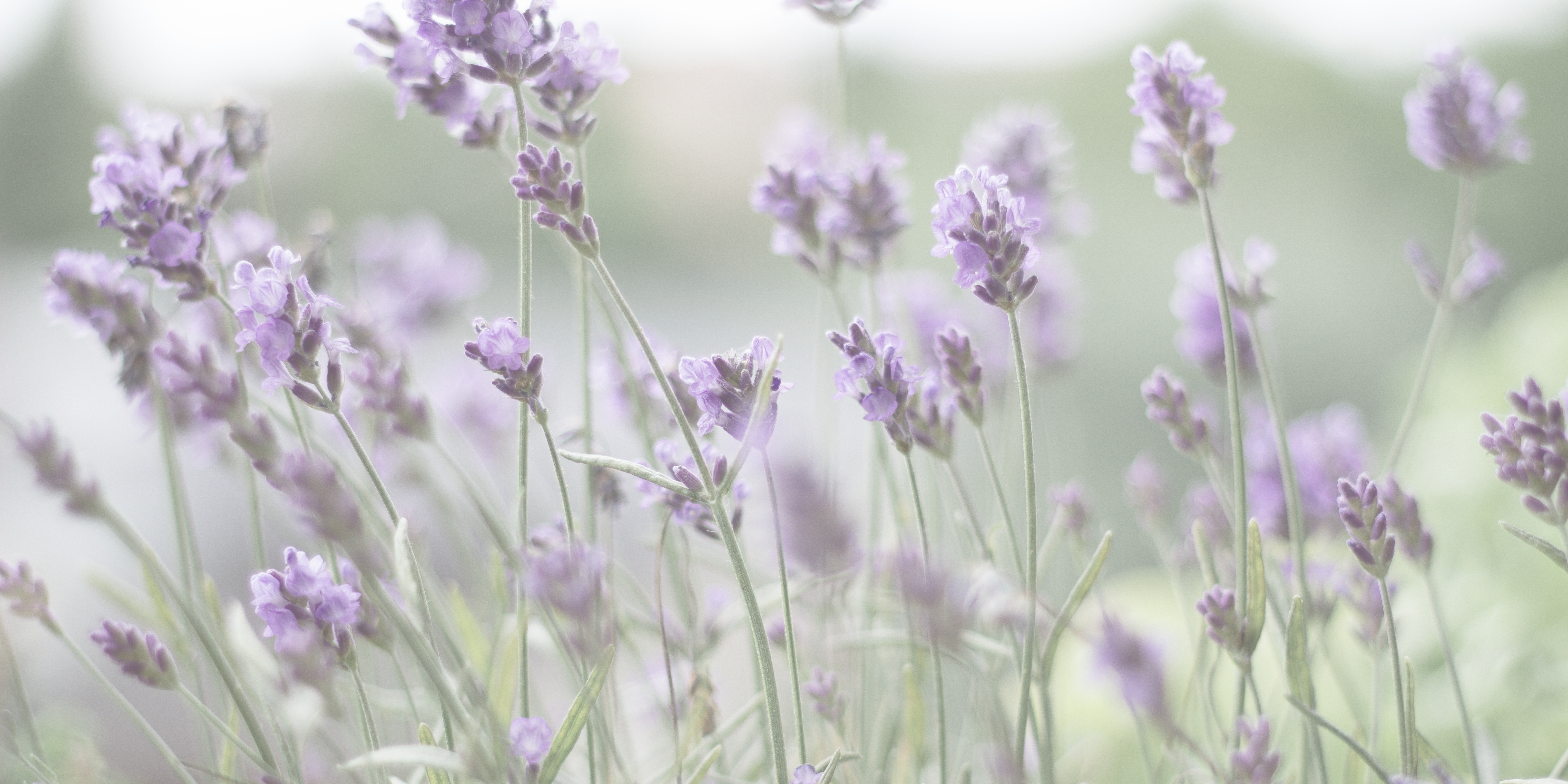 The Lavender Harvest Doesn't Lie
